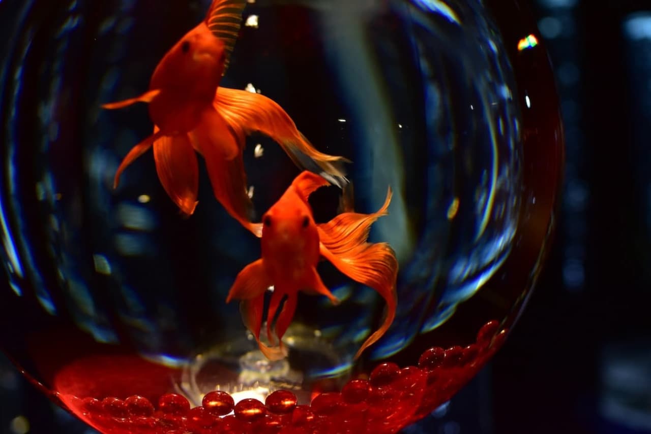 Art Aquarium Museum GINZA Ticket - تصویر 10