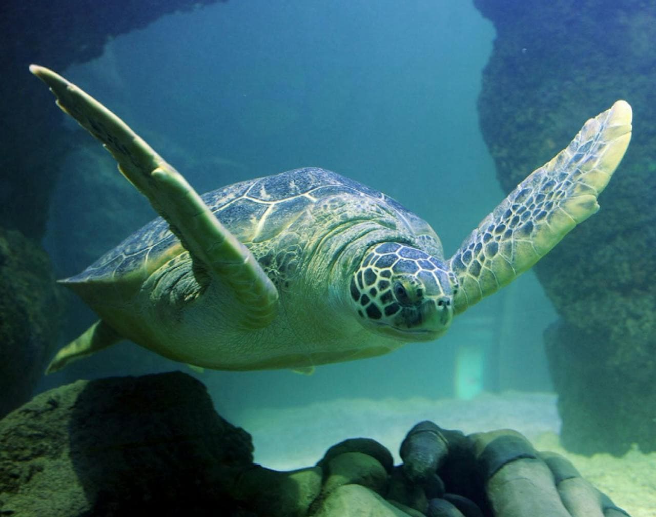 SEA LIFE New Jersey Aquarium Ticket - تصویر اصلی