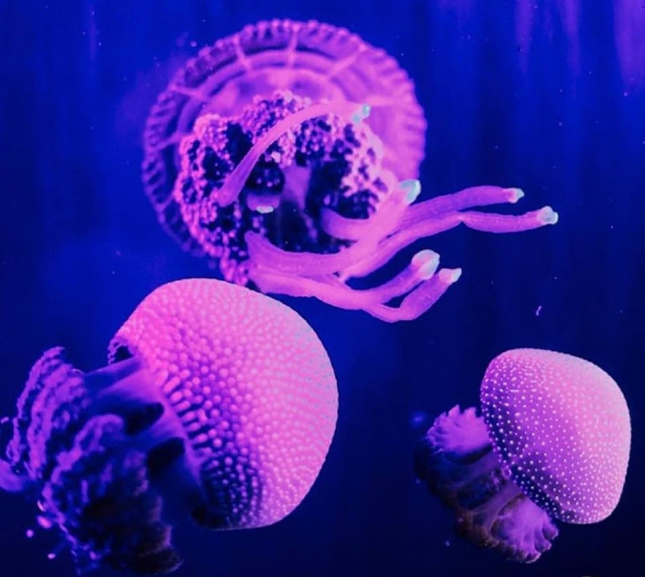 Underwater World Langkawi Ticket - تصویر 9
