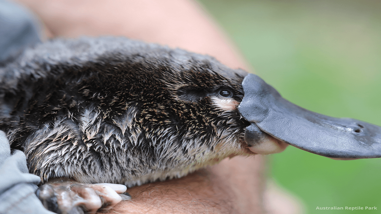 Australian Reptile Park - تصویر 31