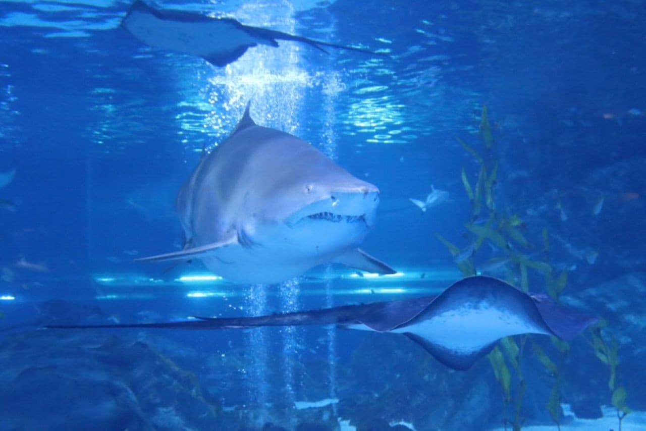 SEA LIFE COEX, Seoul Aquarium Ticket - تصویر 10