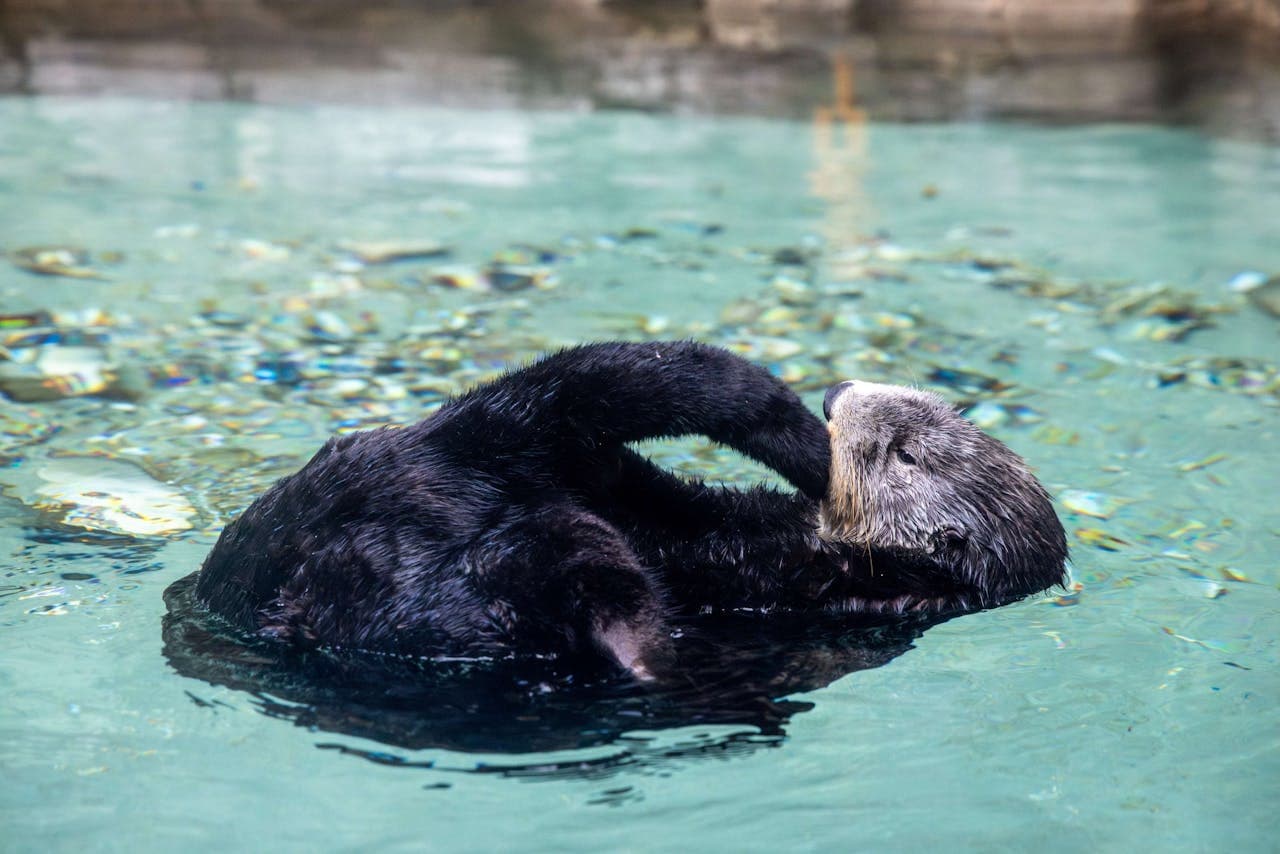 Seattle Aquarium Ticket - تصویر 5