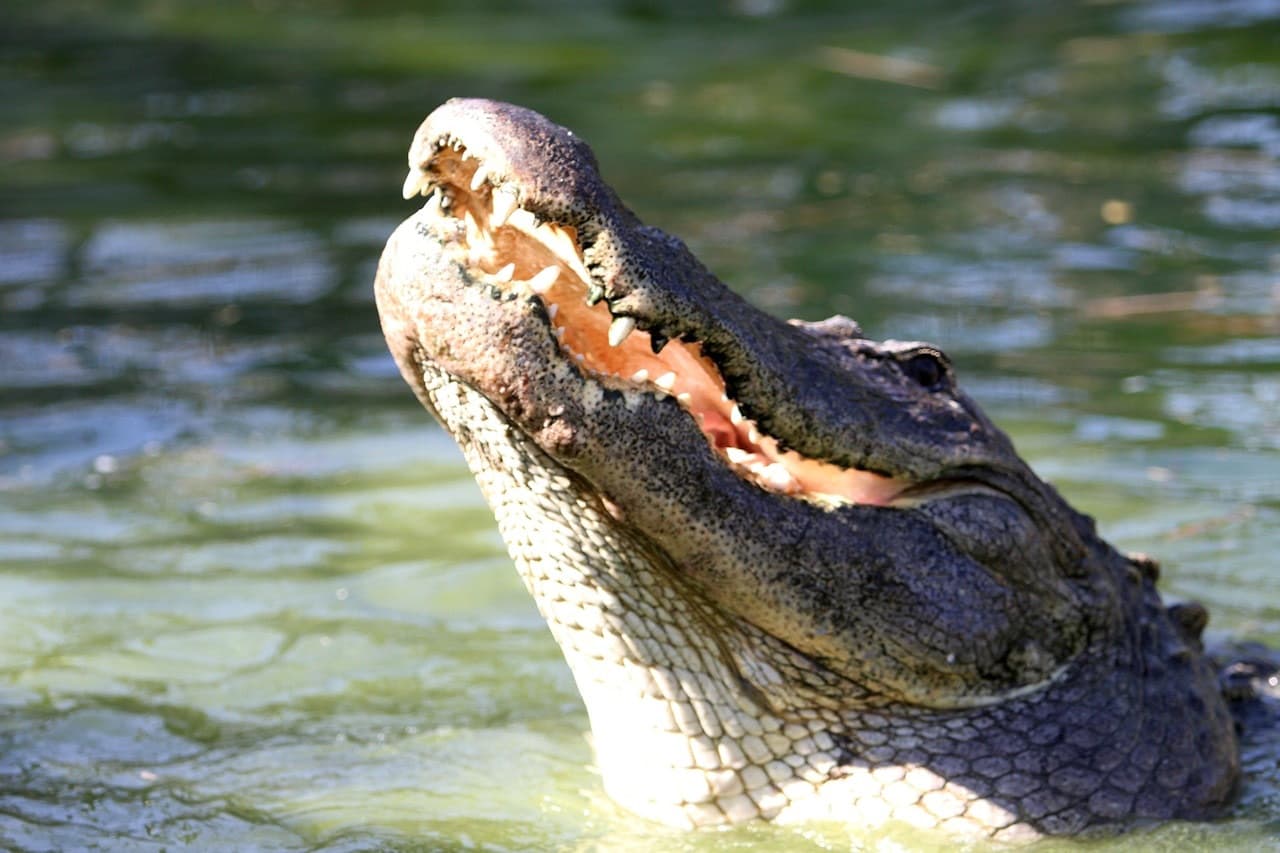 Gatorland Orlando - تصویر اصلی