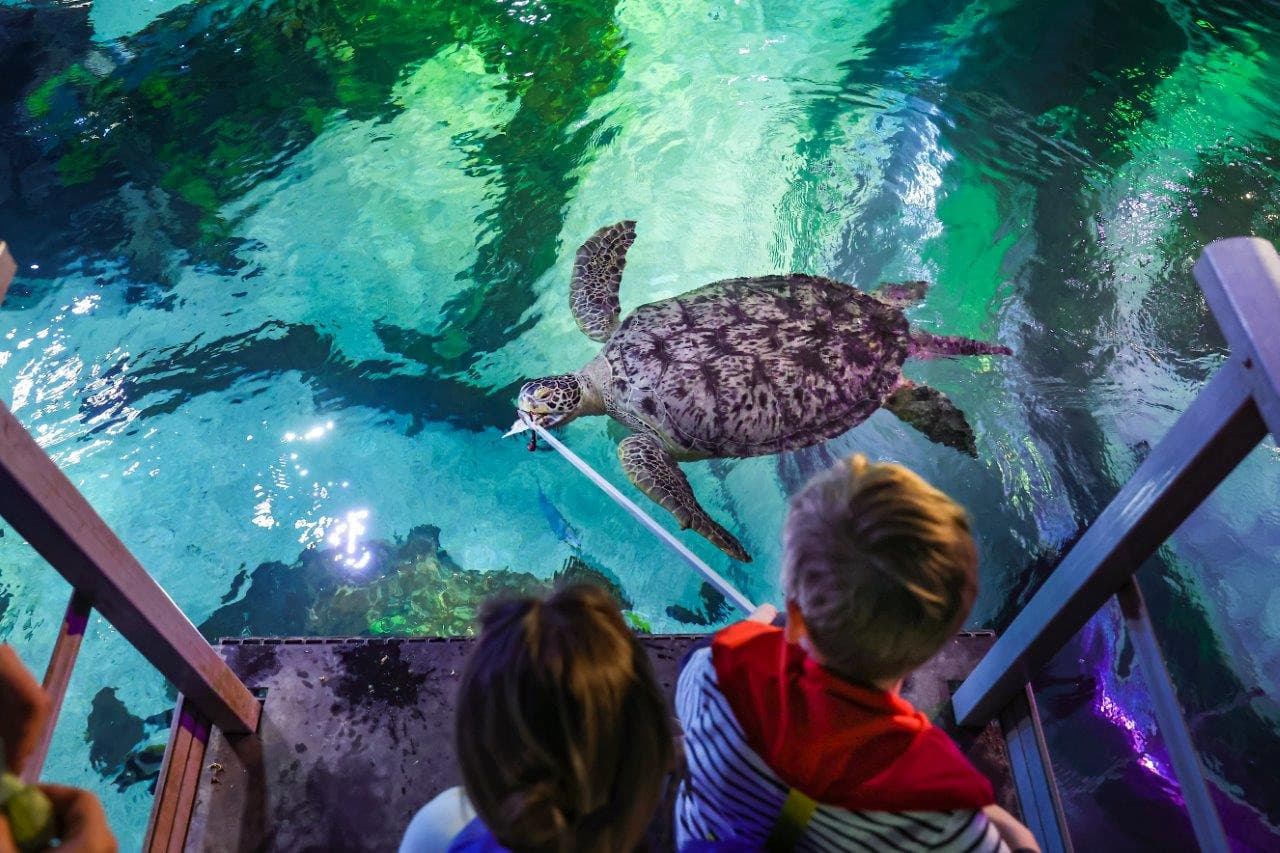 SEA LIFE Timmendorfer Strand Aquarium Ticket - تصویر 9