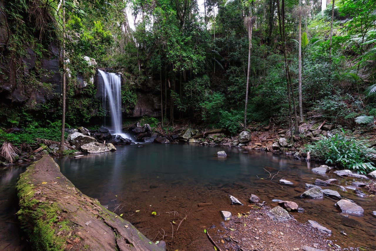 Guided Evening Rainforest Walk and Glow Worms Experience from Gold Coast - تصویر 8