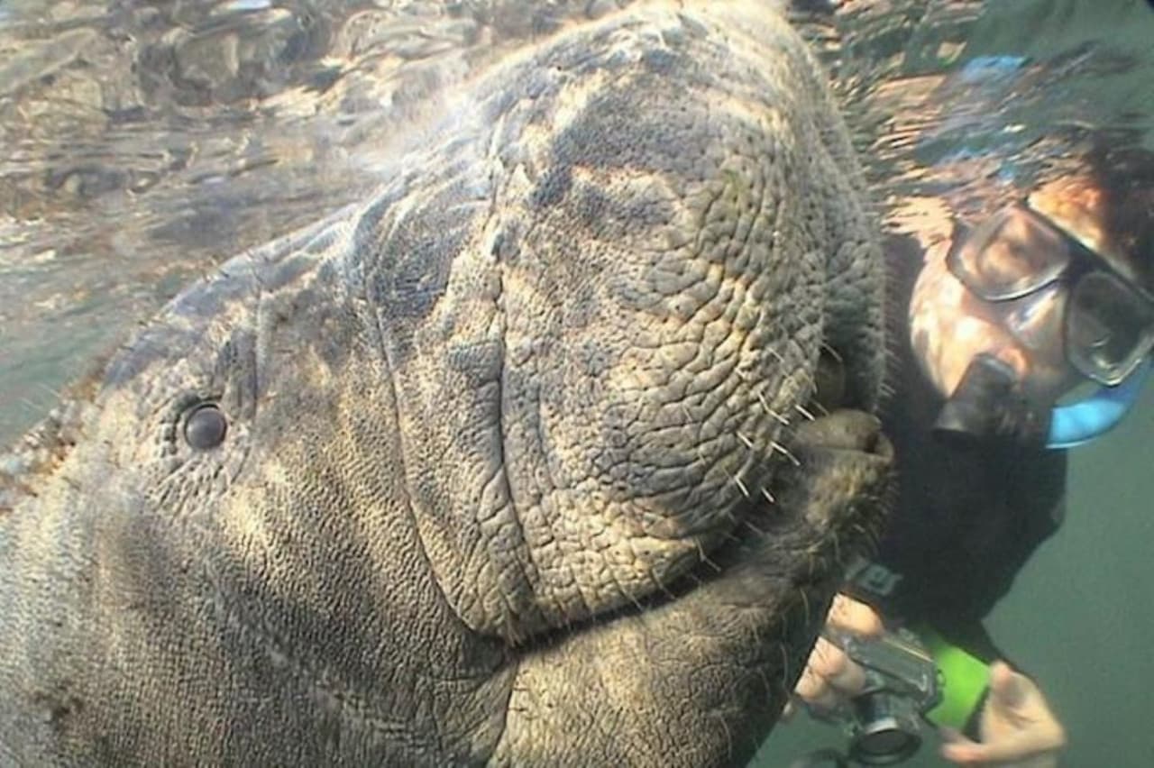 Florida Nature Coast Tour: Crystal River with Manatees Snorkelling, Homosassa State Park - تصویر 4