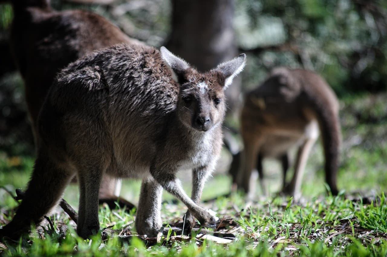 Bonorong Wildlife Sanctuary and Hobart City Tour - تصویر 19