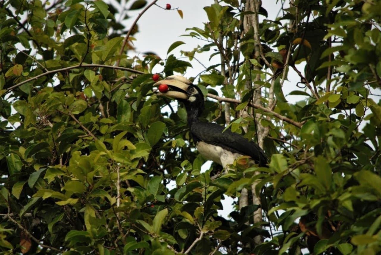 Langkawi Birdwatching Experience Tour - Half Day - تصویر 7