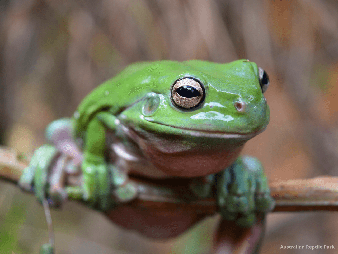 Australian Reptile Park - تصویر 13