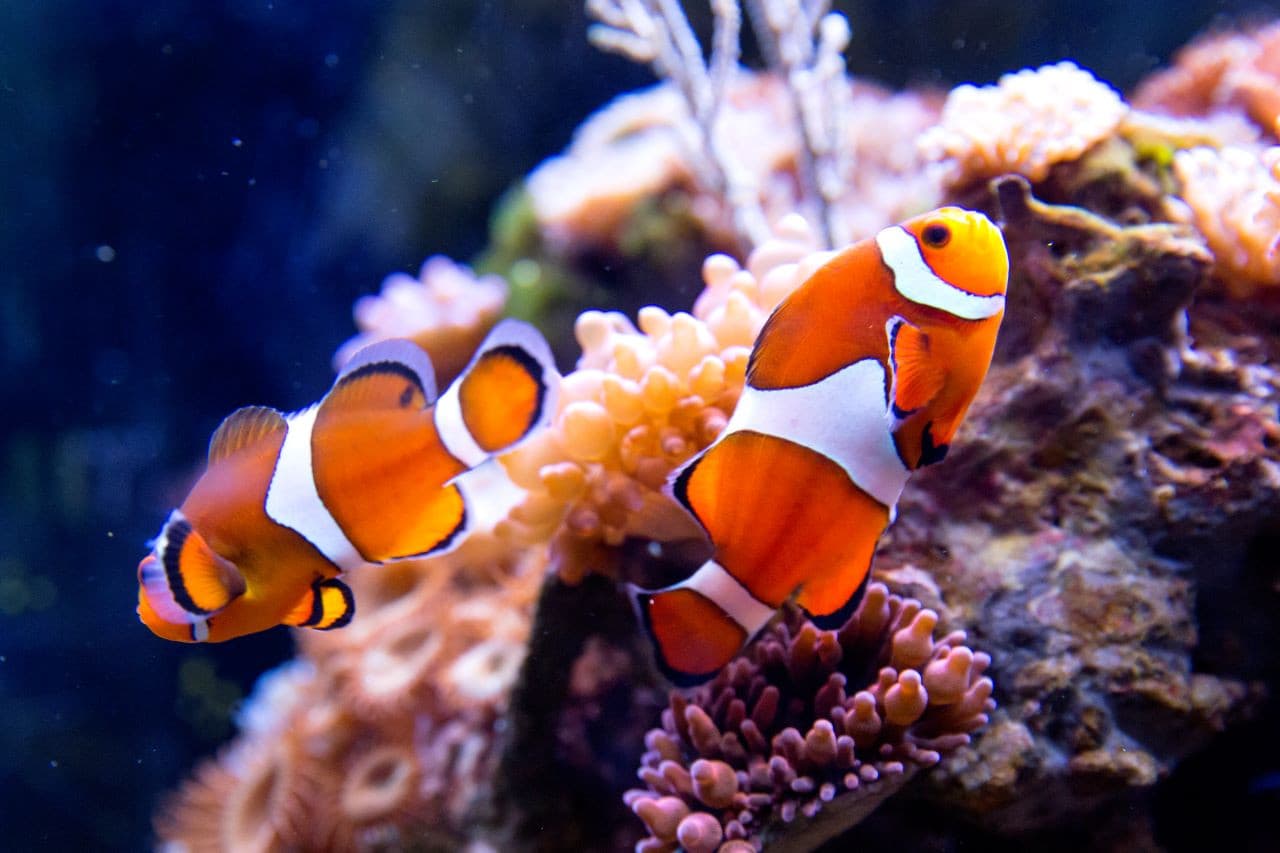 SEA LIFE Oberhausen Aquarium Ticket - تصویر 4