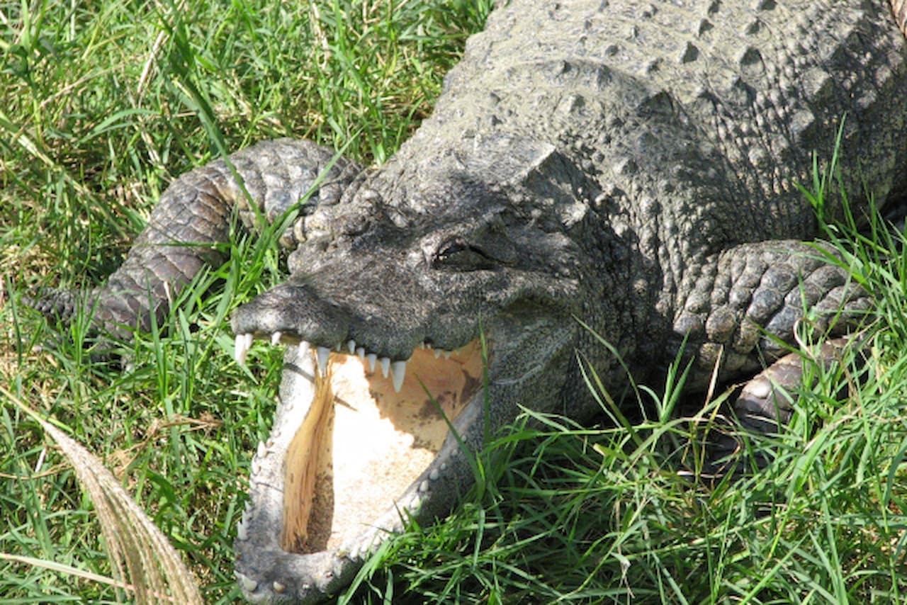 Okinawa Zoo & Museum Ticket - تصویر 5