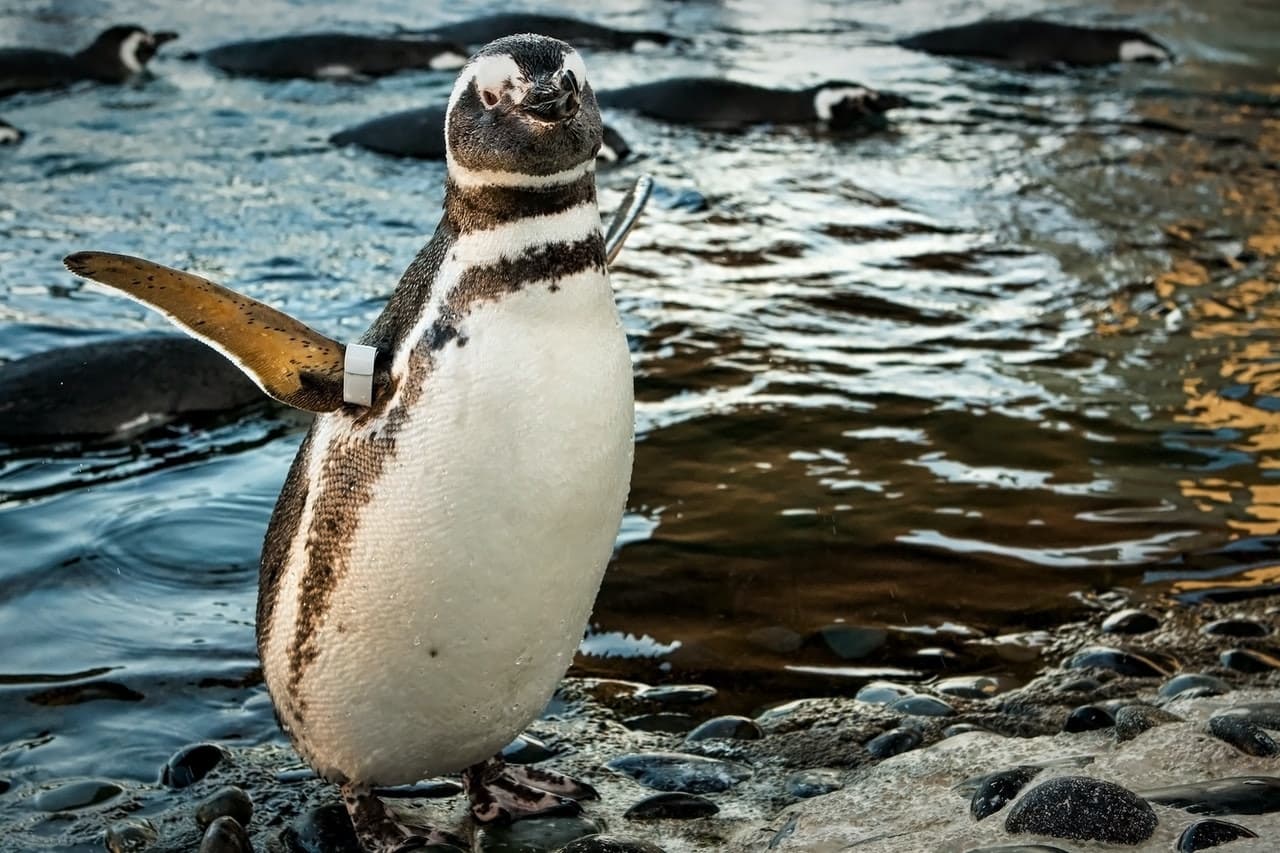 Skip The Line Ticket - Aquarium of the Pacific - تصویر 2