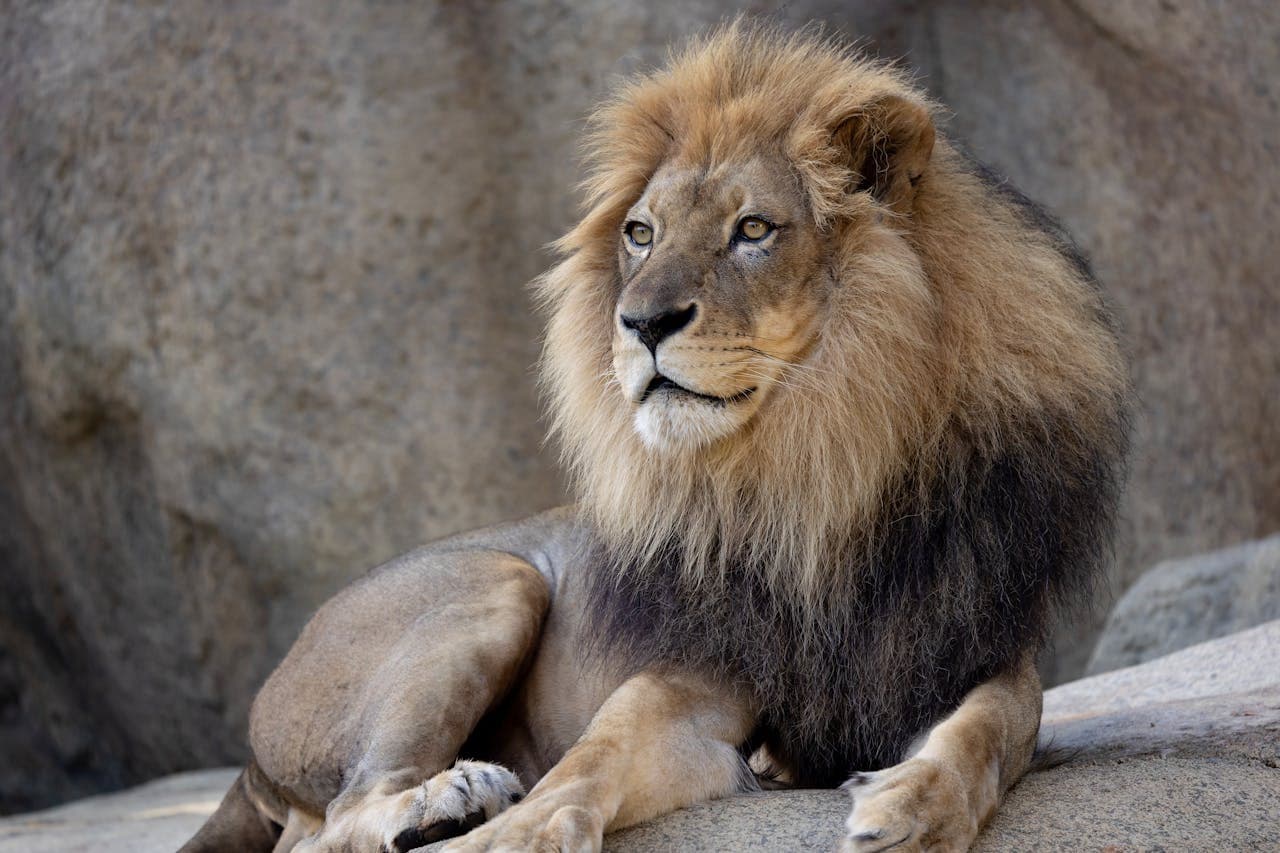 Zoo Atlanta Entry Ticket - تصویر 7