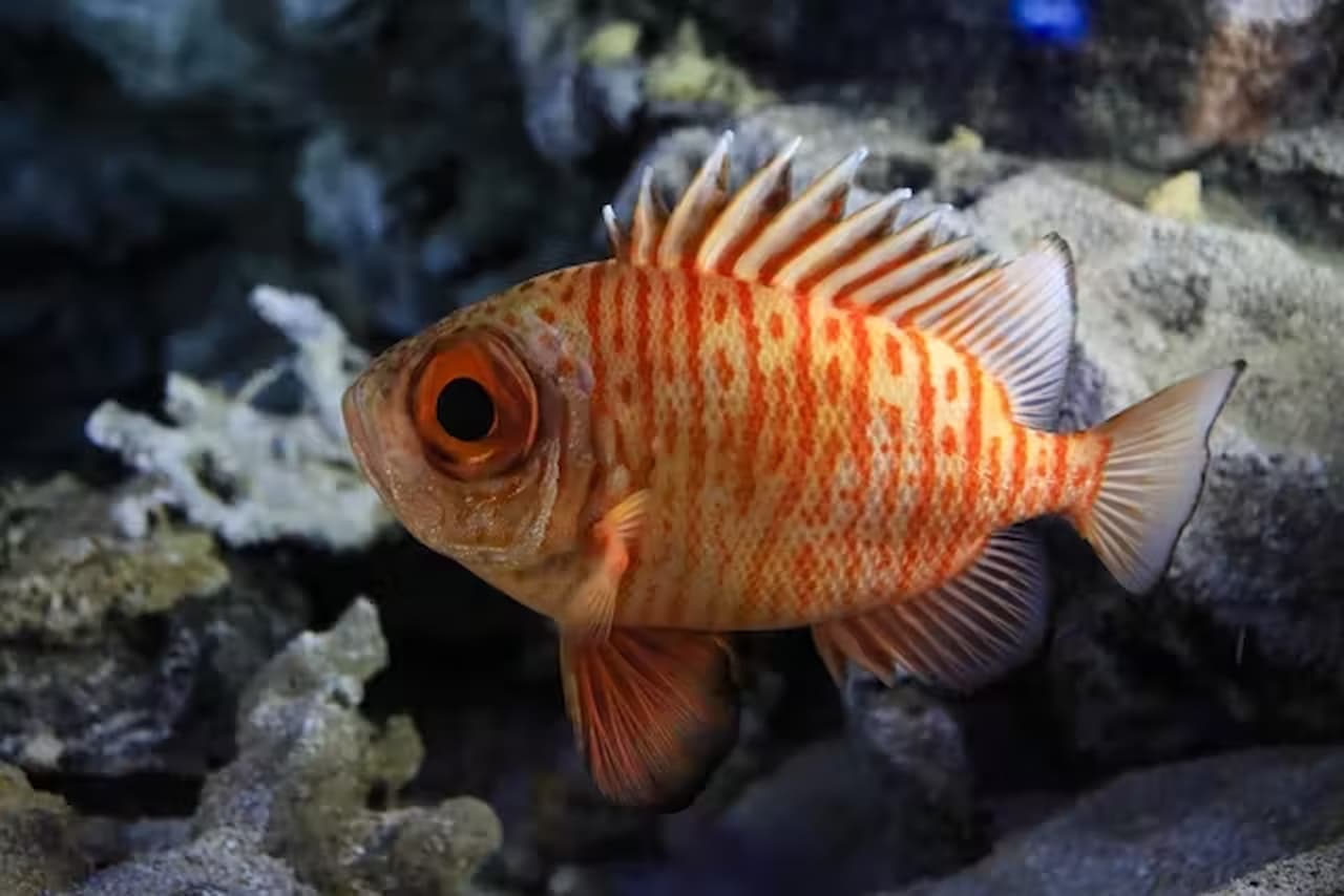 Okinawa Churaumi Aquarium Ticket - تصویر 4