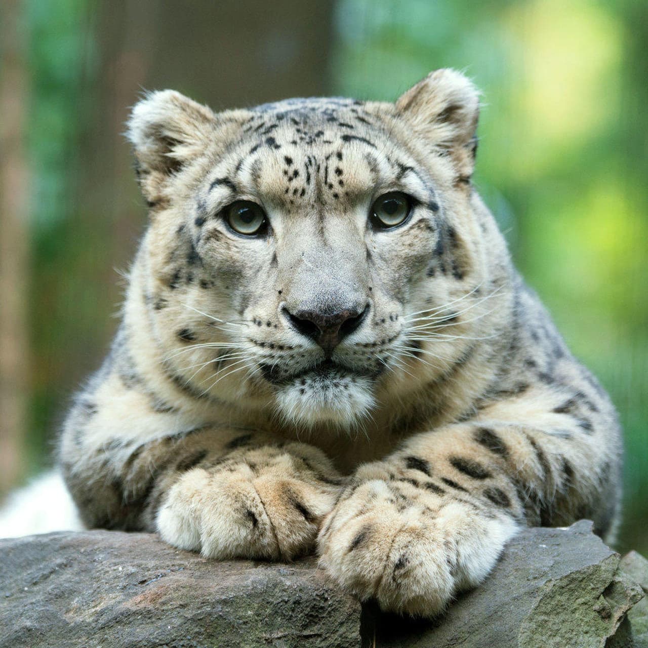 Central Park Zoo - تصویر اصلی