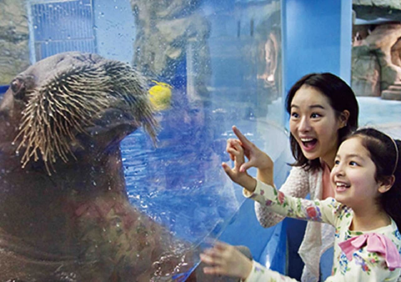 Aqua Planet Jeju Aquarium Ticket - تصویر اصلی