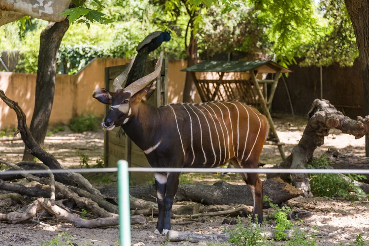 Barcelona Zoo - تصویر 5