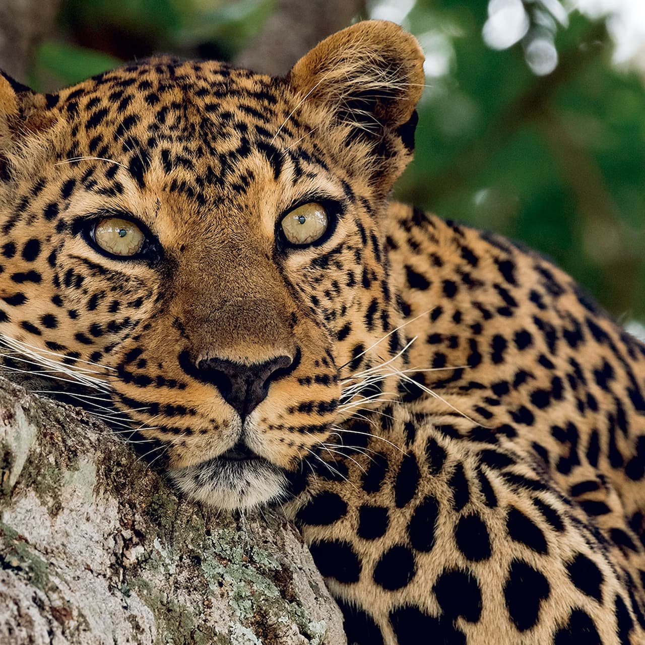 Zoo Aquarium Madrid - تصویر 4