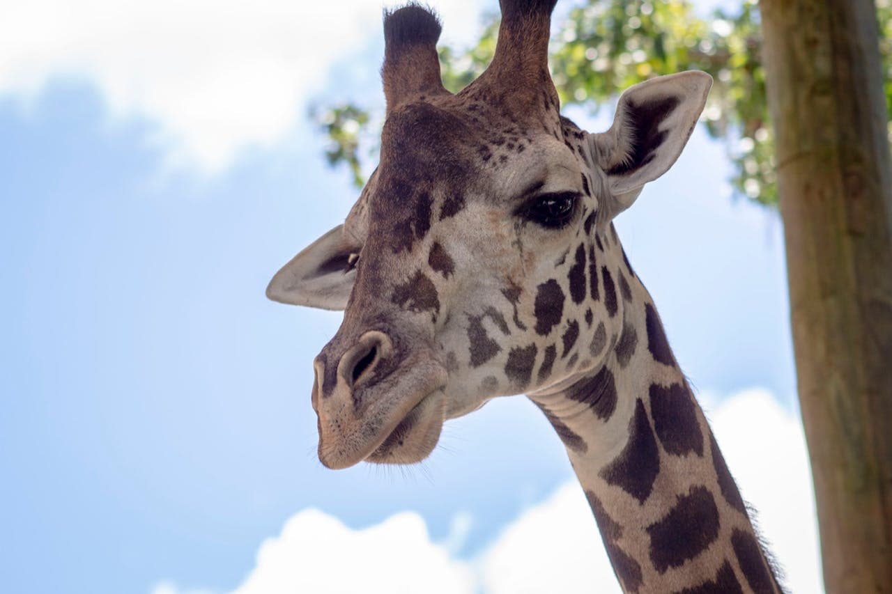 Central Florida Zoo & Botanical Gardens Ticket - تصویر اصلی
