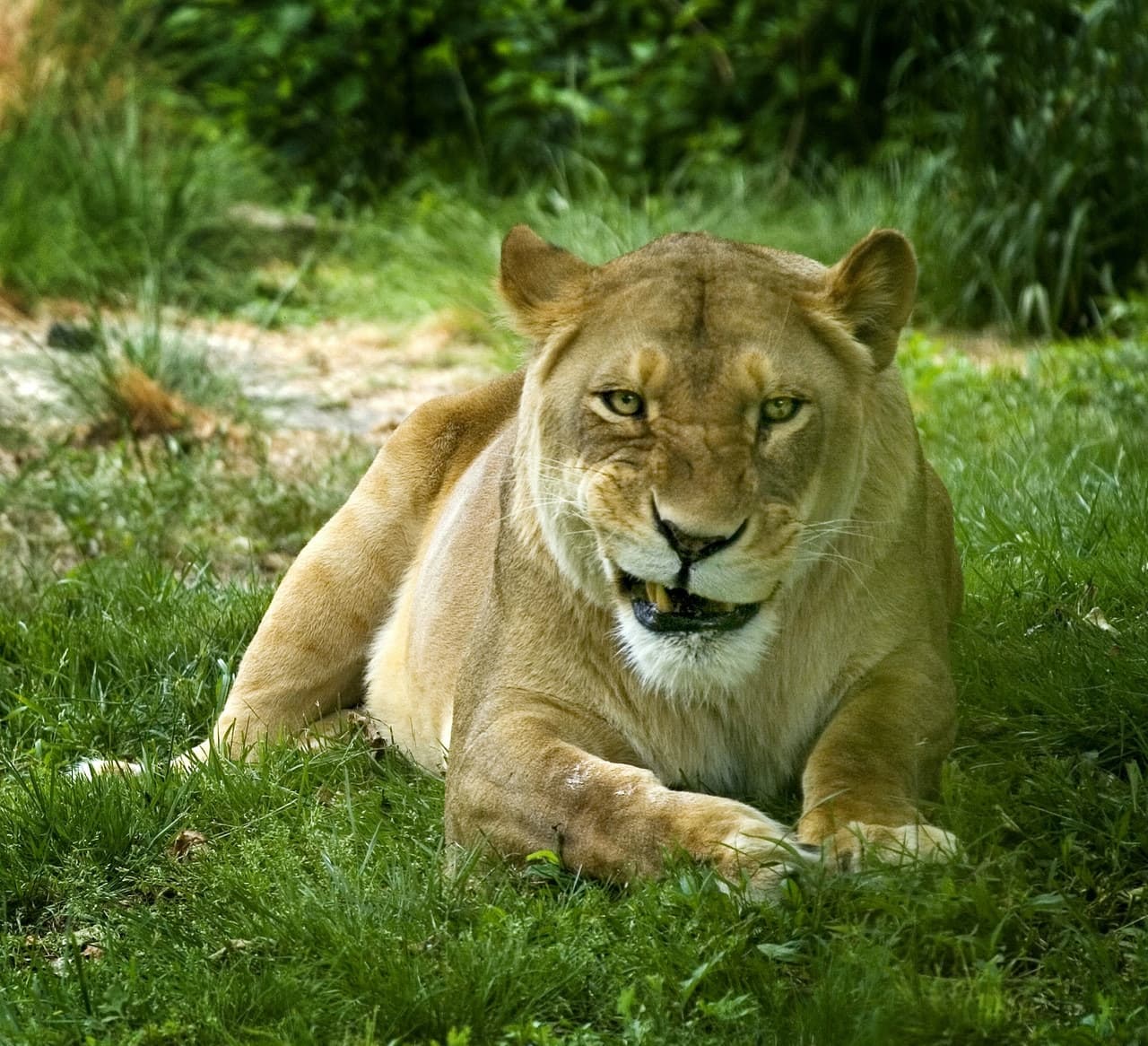 Bronx Zoo - تصویر 9
