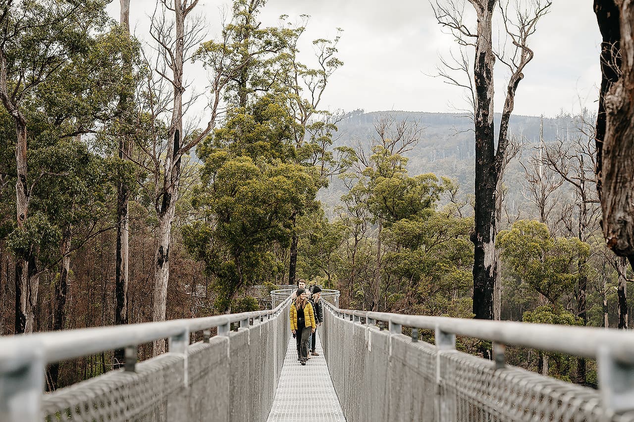 Tahune AirWalk Ticket - تصویر 5