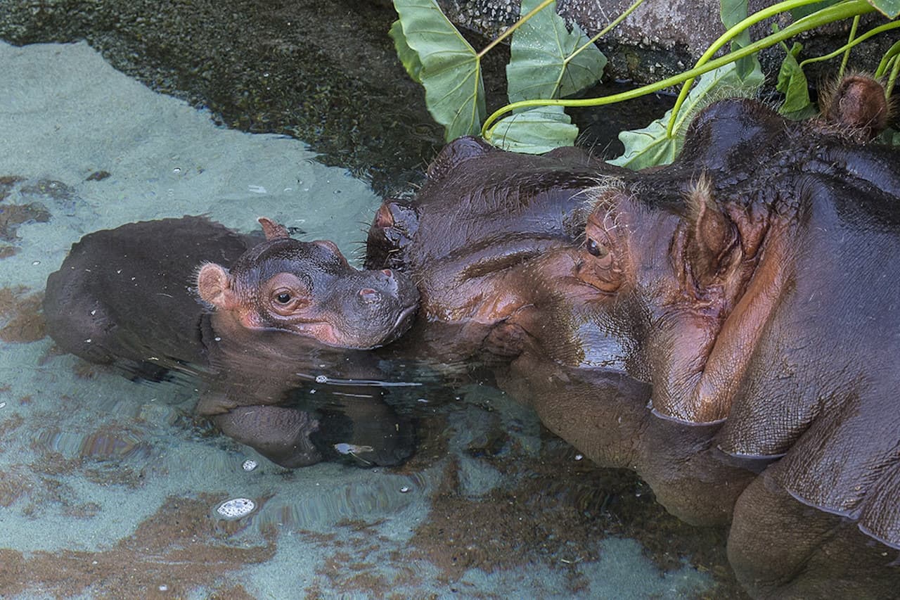 San Diego Zoo - تصویر 3