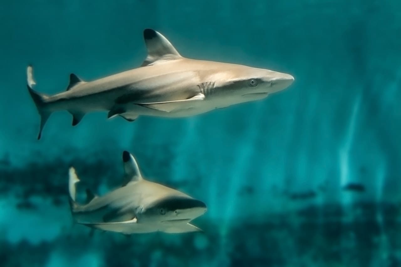 Skip The Line Ticket - Aquarium of the Pacific - تصویر 6