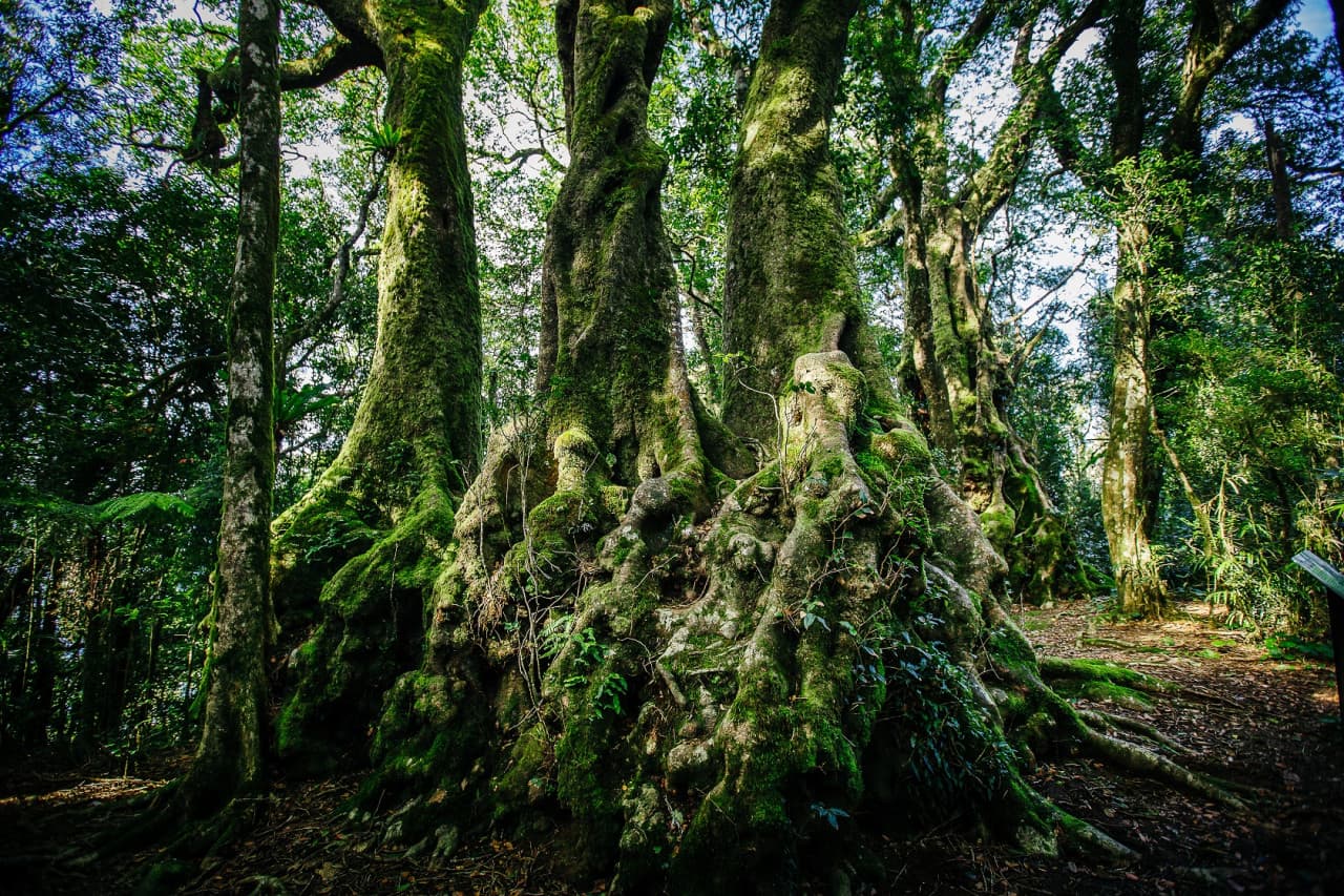 Springbrook National Park Tour: Natural Bridge and Waterfalls - تصویر 7