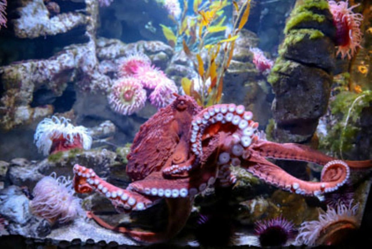 New England Aquarium Ticket - تصویر 7
