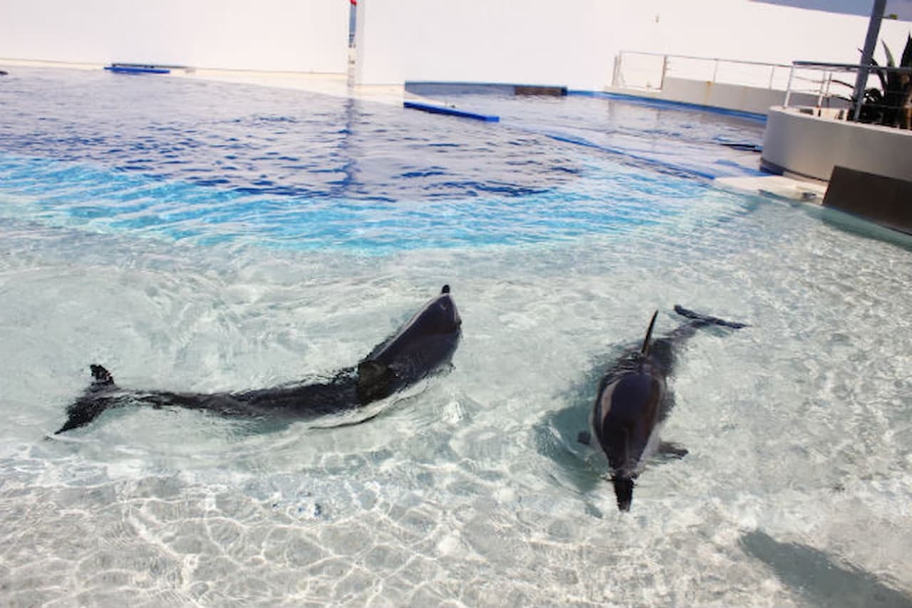 Oita Marine Palace Aquarium Umitamago Ticket - تصویر 11