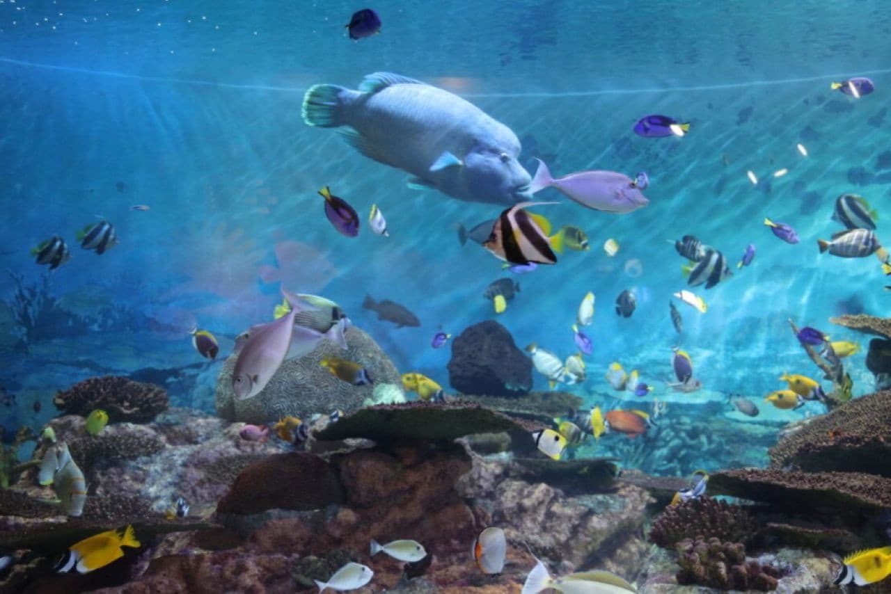 SEA LIFE COEX, Seoul Aquarium Ticket - تصویر 17
