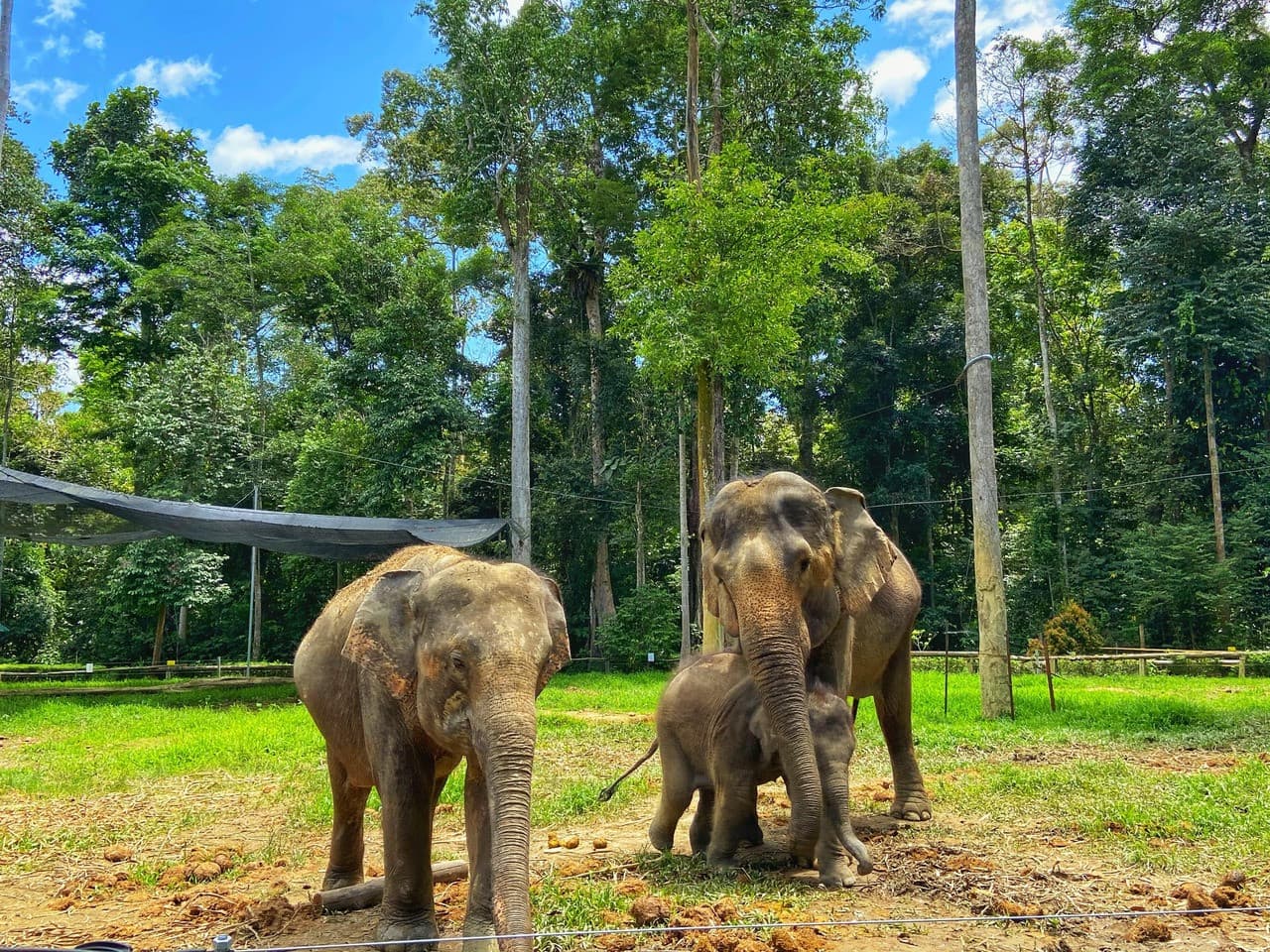 Batu Caves and Kuala Gandah Elephant Sanctuary Full-Day Tour from Kuala Lumpur - تصویر 6