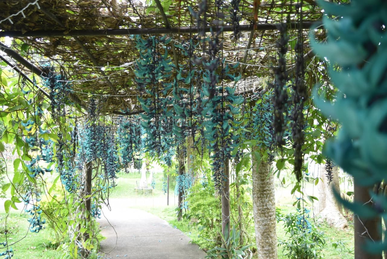 Okinawa Southeast Botanical Gardens - تصویر 38
