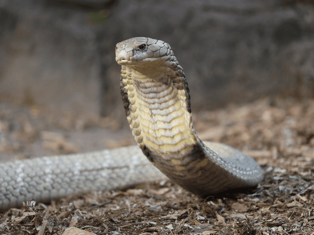 Australian Reptile Park - تصویر 16