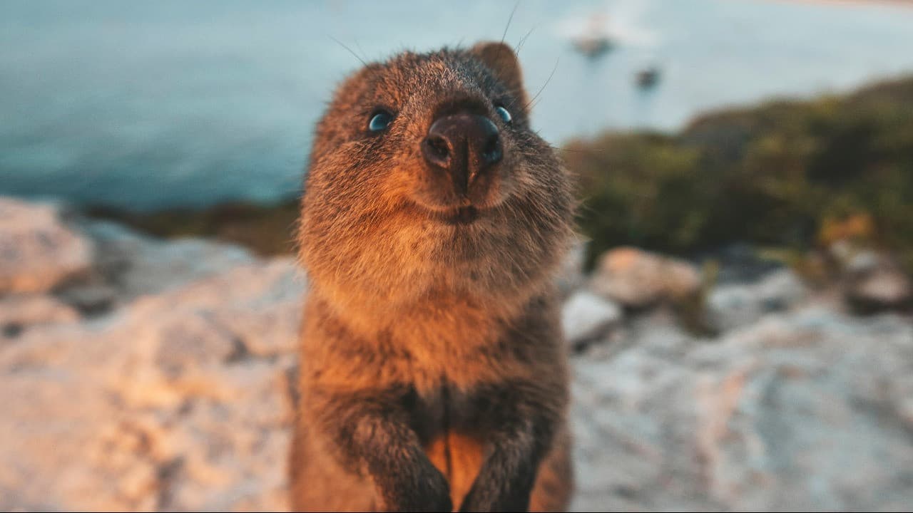 Rottnest Island Bus Tour with Round Trip Rottnest Express Ferry Transfer - تصویر 4