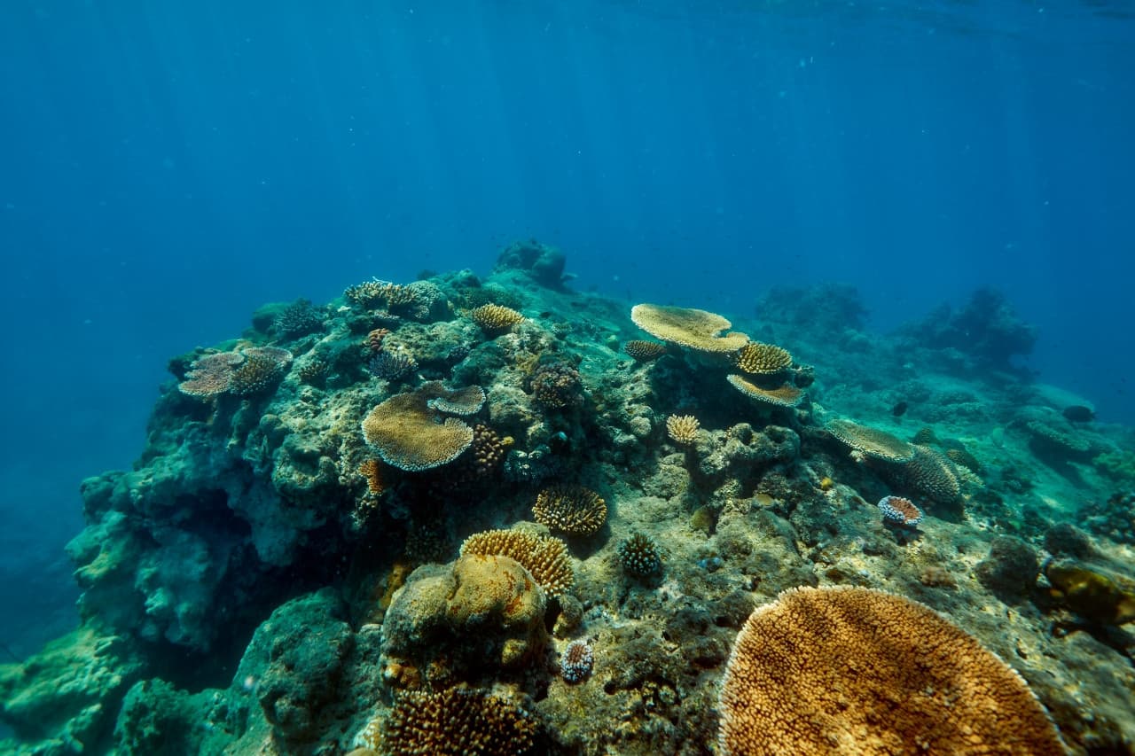 Green Island Reef Full-Day Cruise - تصویر 6