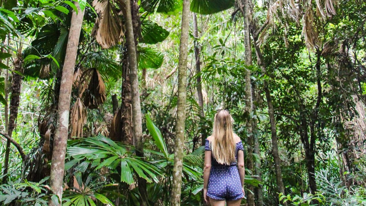 Cape Tribulation and Daintree Wilderness Full-Day Tour - تصویر 11