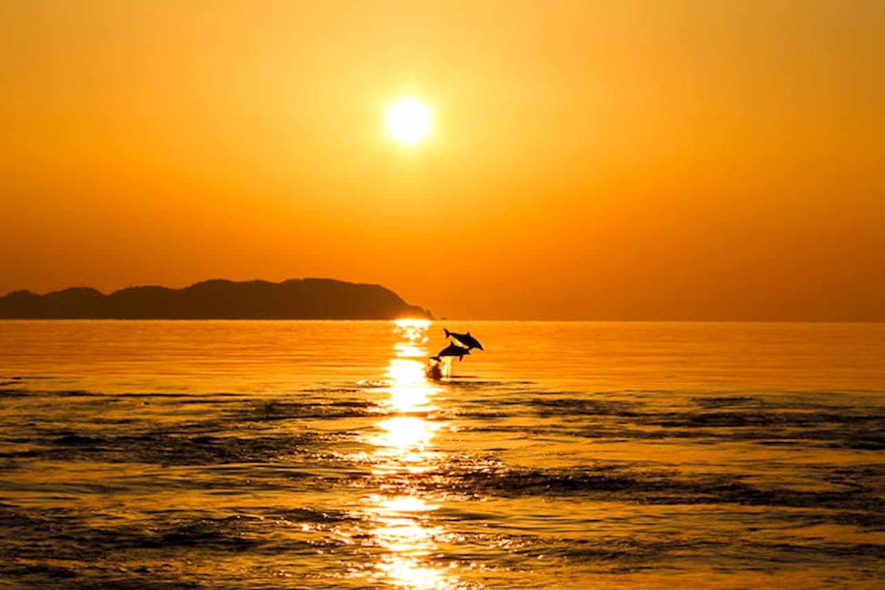 Dolphin Watching Experience in Amakusa - تصویر اصلی