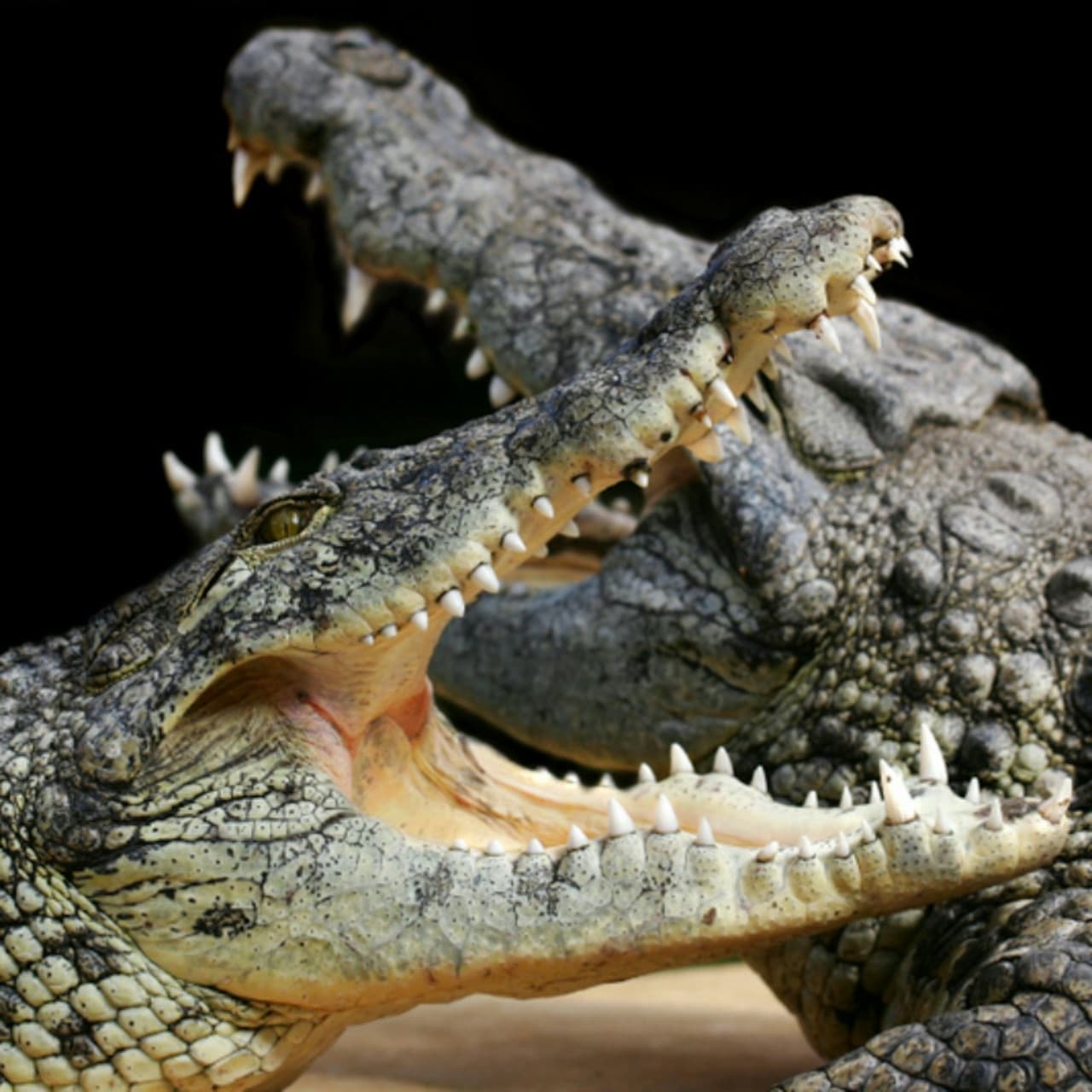 Alligator Bay Ticket - تصویر اصلی