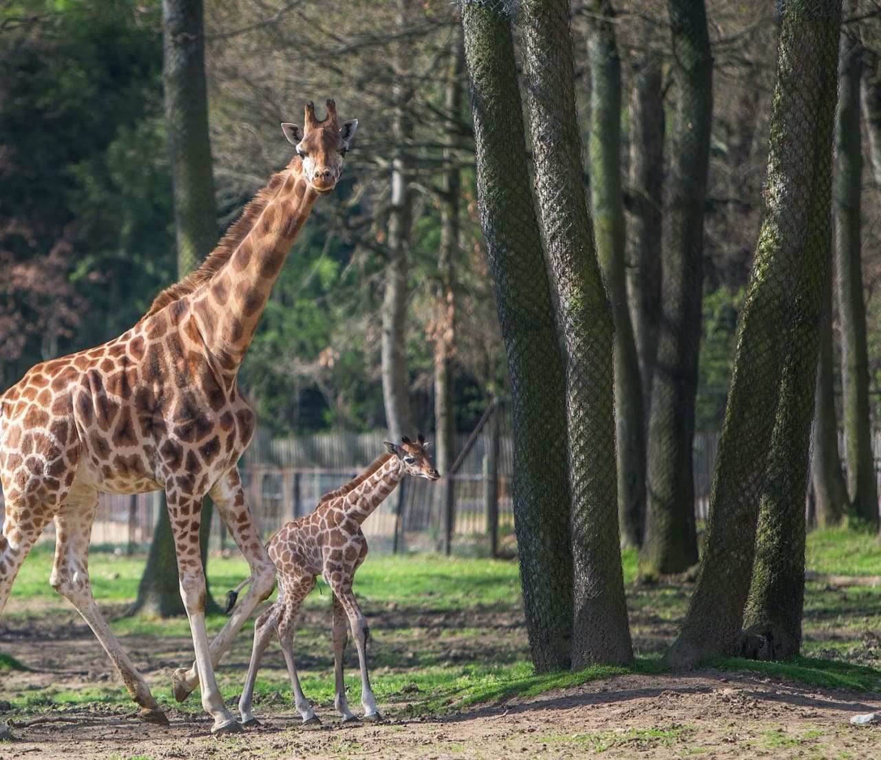 Safari de Peaugres: Entry Ticket - تصویر 7