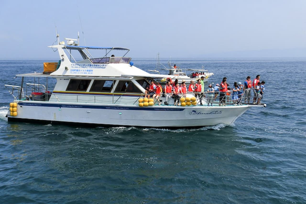 Dolphin Watching Experience in Amakusa - تصویر 5