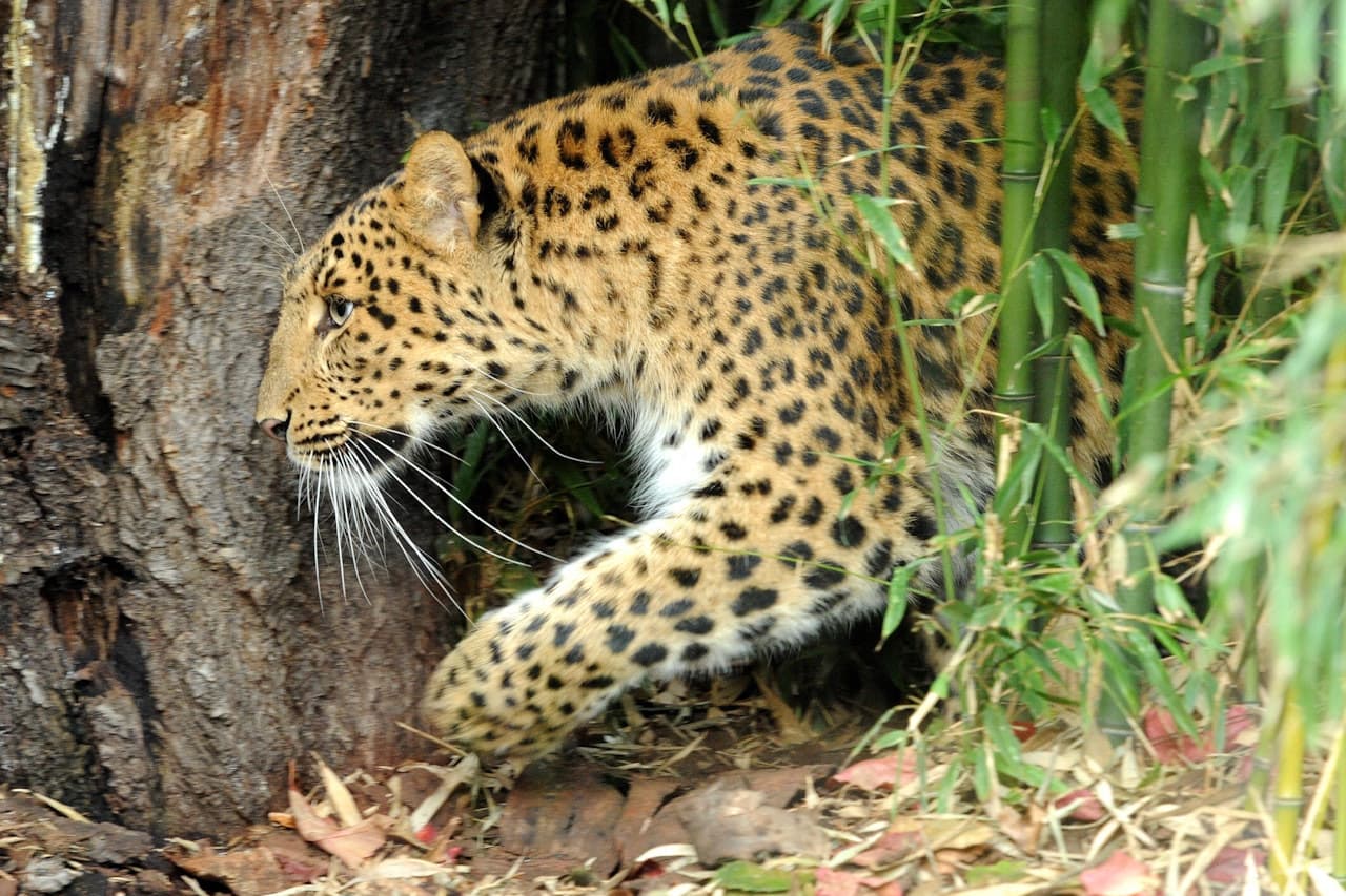 Ménagerie, Zoo of the Jardin des Plantes - تصویر اصلی