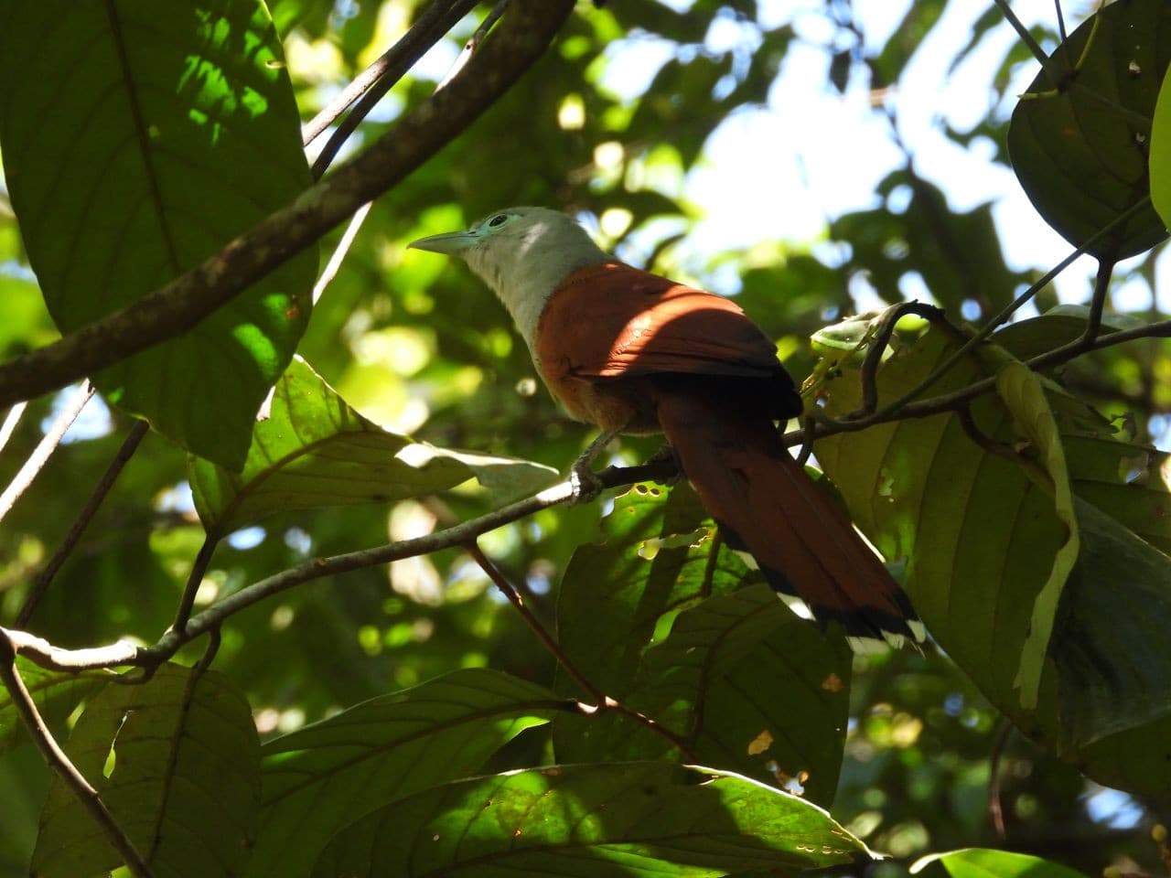 Desaru Coast Birdwatching Experience - تصویر 4