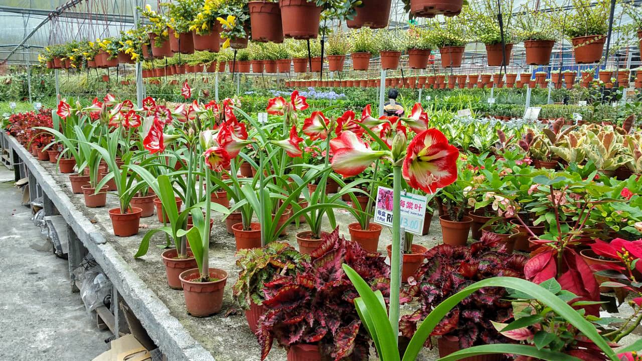 Cameron Highlands Tour from Kuala Lumpur - تصویر 15