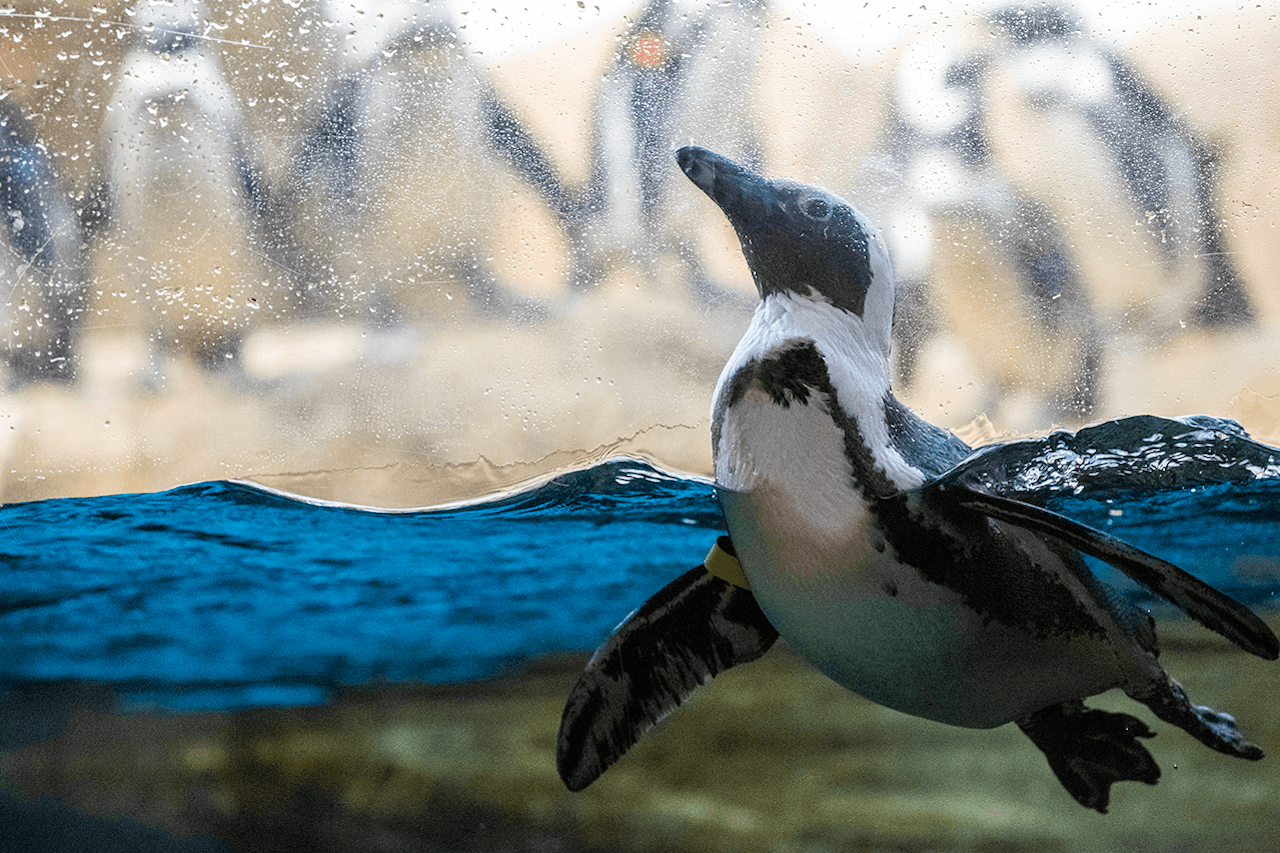 California Academy of Sciences Ticket - تصویر اصلی