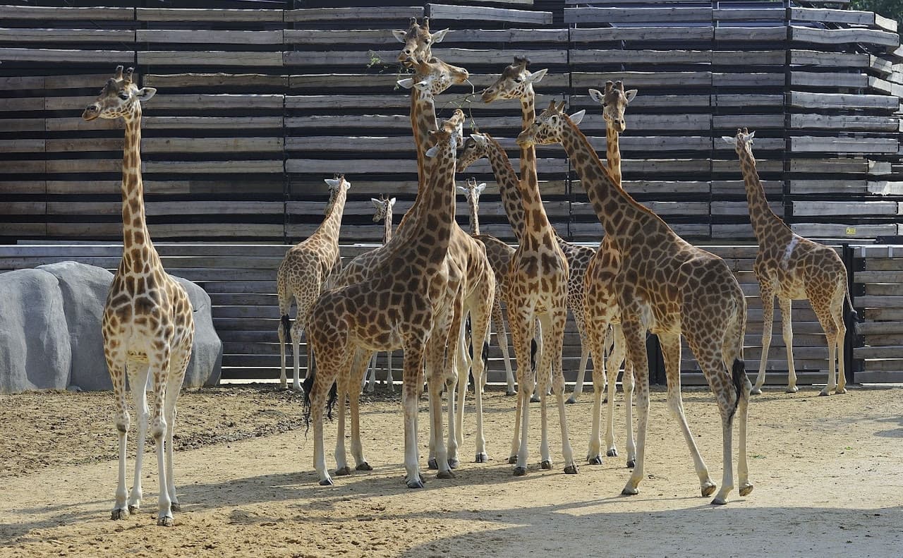 Paris Zoo (Parc Zoologique de Paris) - تصویر 2