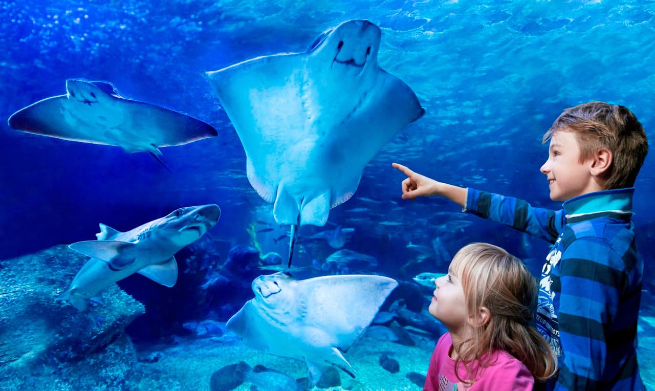 SEA LIFE Konstanz Aquarium Ticket - تصویر 11