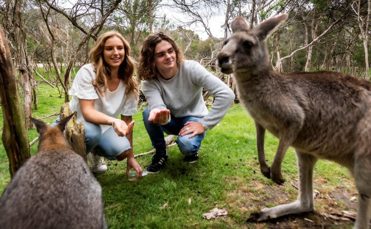 Moonlit Sanctuary Wildlife Conservation Park Ticket - تصویر اصلی