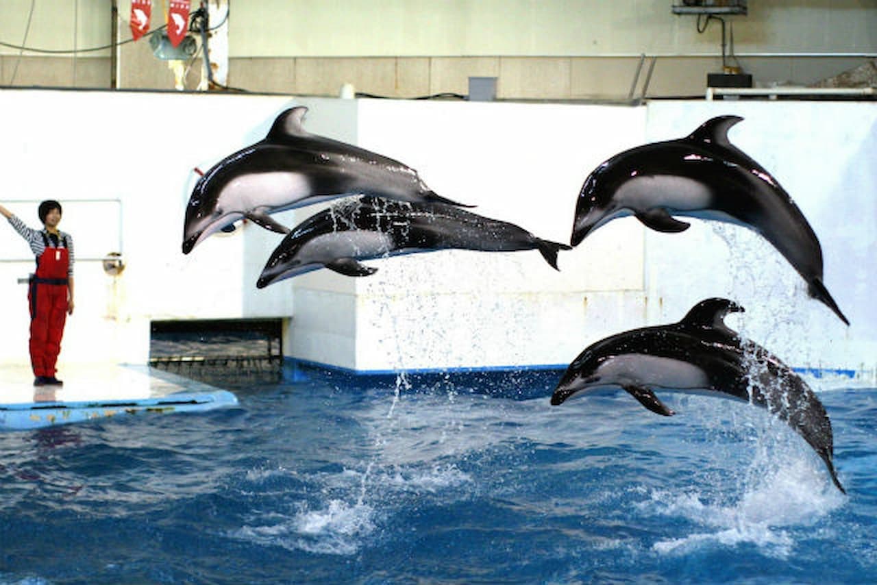 Noboribetsu Marine Park Nixe Ticket - تصویر 5