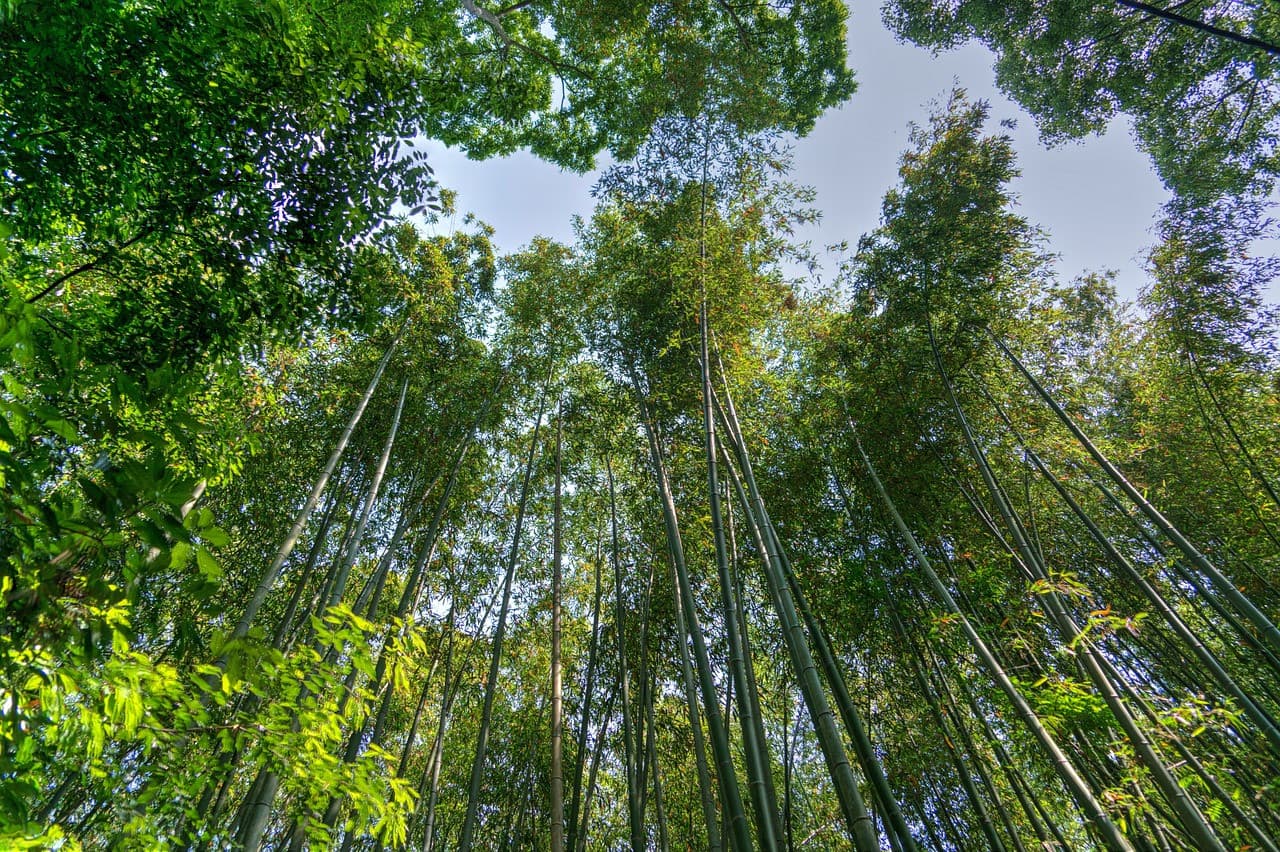 Sagano Bamboo Grove and Arashiyama Half-Day Walking Tour - تصویر 2